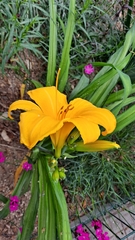 Hemerocallis fulva