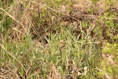 Psephellus sibiricus