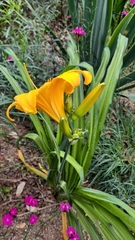 Hemerocallis fulva