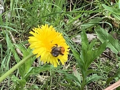 Bombus