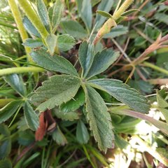 Potentilla ranunculoides