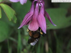 Bombus koreanus