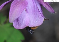 Bombus koreanus