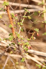 Ribes aciculare