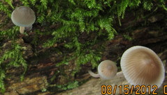 Mycena subcaerulea image