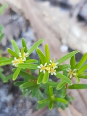 Pseudanthus orientalis