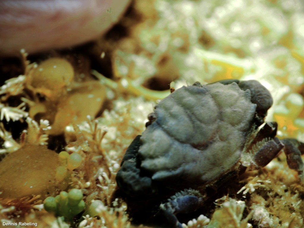 Xantho sexdentatus