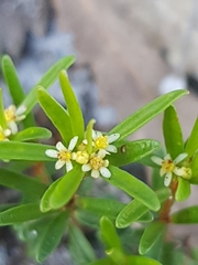 Pseudanthus orientalis