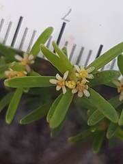 Pseudanthus orientalis