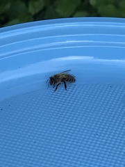 Apis mellifera