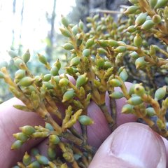 Arceuthobium globosum