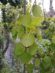 Populus tremula