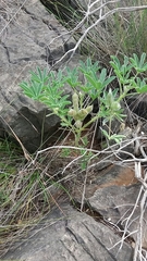 Lupinus mariae-josephae
