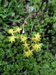 Sedum emarginatum