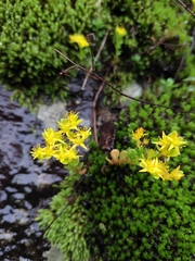 Sedum emarginatum