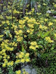 Sedum emarginatum