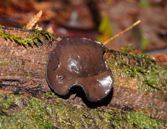 Urnula campylospora