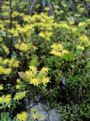 Sedum emarginatum