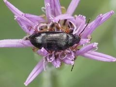 Gonodera luperus