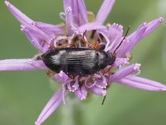 Gonodera luperus