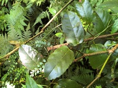 Cissus antarctica
