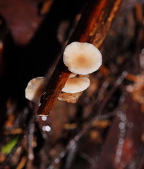 Singerocybe clitocyboides