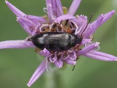 Gonodera luperus