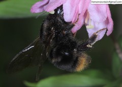Bombus koreanus