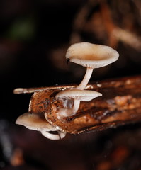 Singerocybe clitocyboides