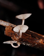 Singerocybe clitocyboides