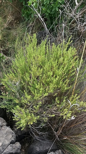 Representative image of Thymus vulgaris aestivus