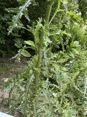 Sonchus asper