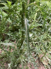 Sonchus asper