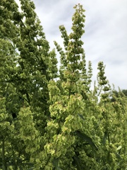 Rumex cristatus