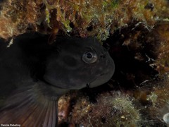 Ophioblennius atlanticus