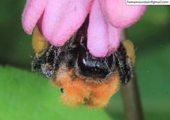 Bombus longipes