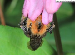 Bombus longipes