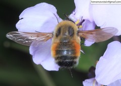 Bombylius erythropleurus