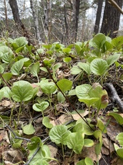 Pyrola rotundifolia