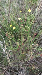 Fumana ericifolia