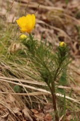 Adonis apennina