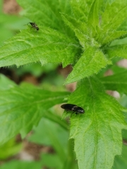 Athous haemorrhoidalis