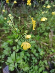 Ranunculus japonicus