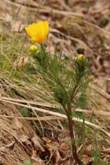 Adonis apennina