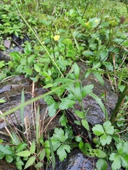 Ranunculus japonicus
