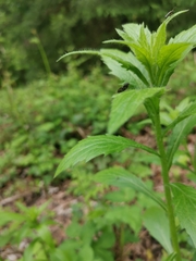 Athous haemorrhoidalis