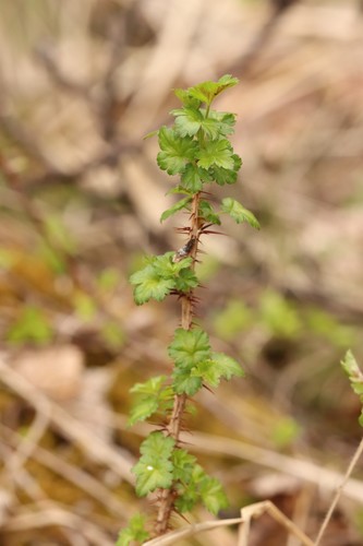 Ribes aciculare (Ribes aciculare)