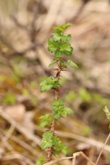 Ribes aciculare