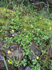 Ranunculus japonicus