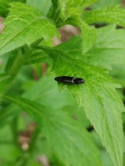 Athous haemorrhoidalis